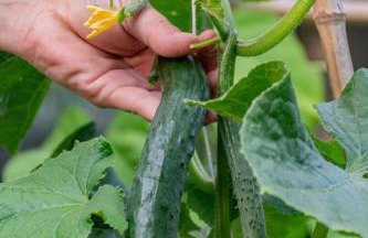 Sinanis Garden House - Foto 12