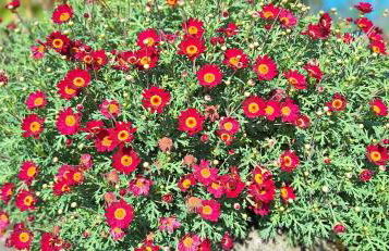 Casa Leopina Apri gli occhi e vola oltre il mare - Foto 35