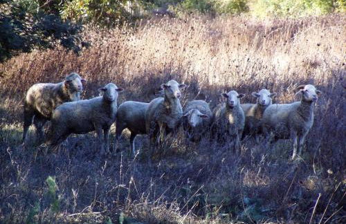 Quinta da Maria Mendes - Foto 46