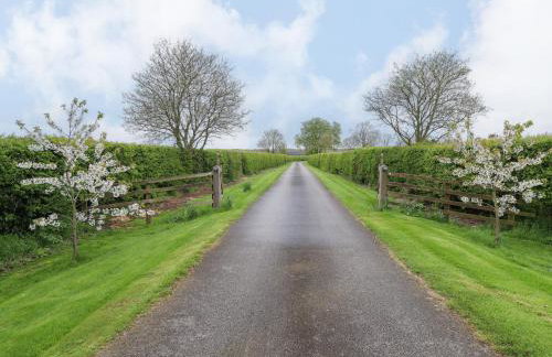 Little Owl - Foto 31