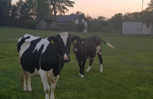 Domek Konrad - balia ogrodowa dodatkowo płatna - Foto 46