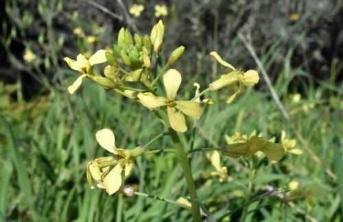 Ovrios Stone House Pelion - Foto 20