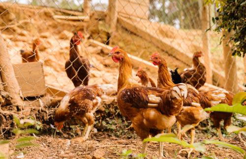 Chalés do Beto em Macacos - Foto 6