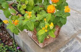 Agriturismo Villa Anna - Foto 29