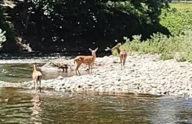 Tranquil Riverfront Retreat - Foto 42