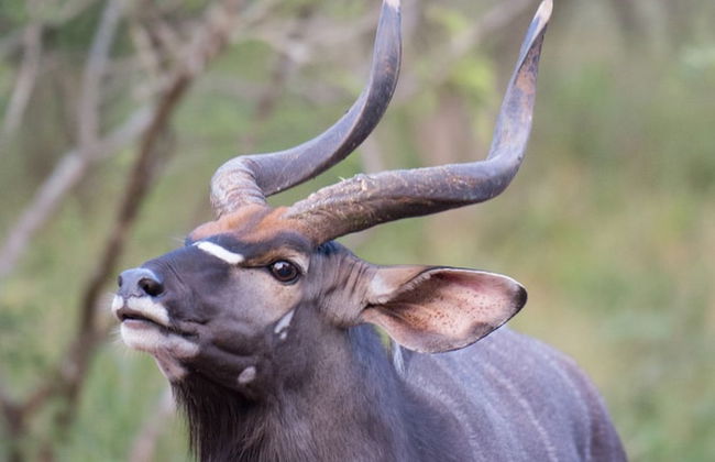 Villa Kudu - Foto 30