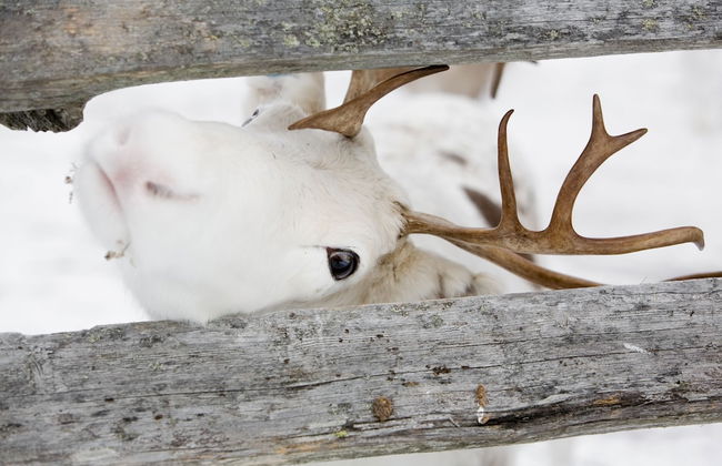 Villas Karhunpesä - Foto 17