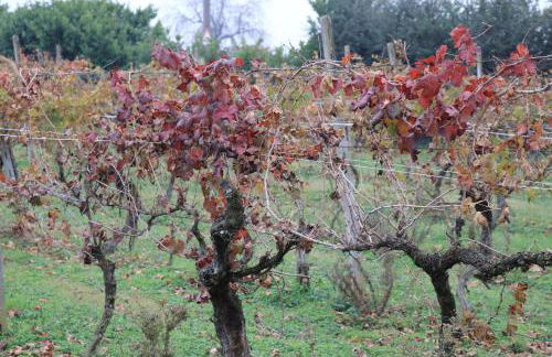 Le Magnolie Agriturismo - Foto 68