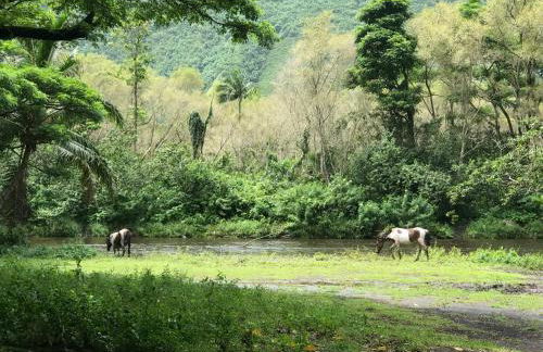 Da Kona West 305 - Foto 26