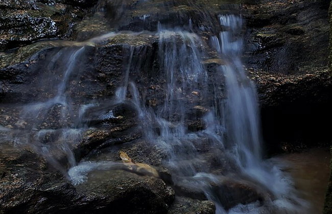 Visita guiada al bosque de Tijuca para grupos pequeños - Foto 2