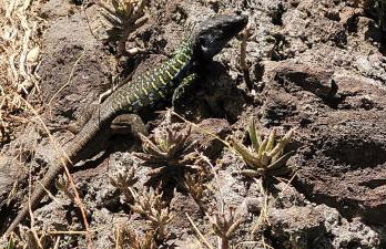 Terrazas de Anaga Natural Beach House - Foto 21