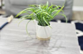 Lavish Escape - Foto 10