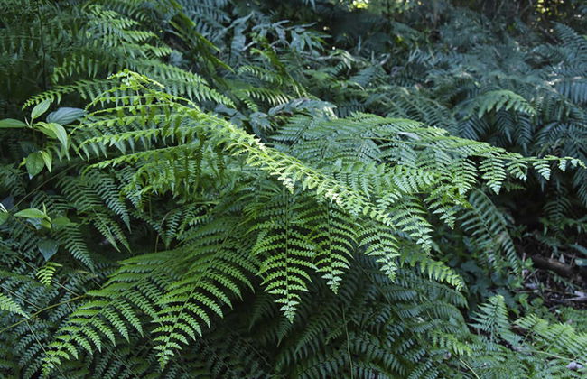 Passeio a cavalo pela selva de Iguazú - Foto 7