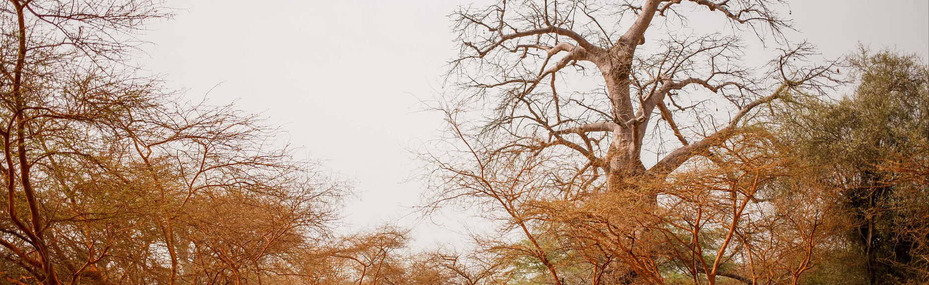 Excursion privée dans la réserve de Bandia et au lac rose