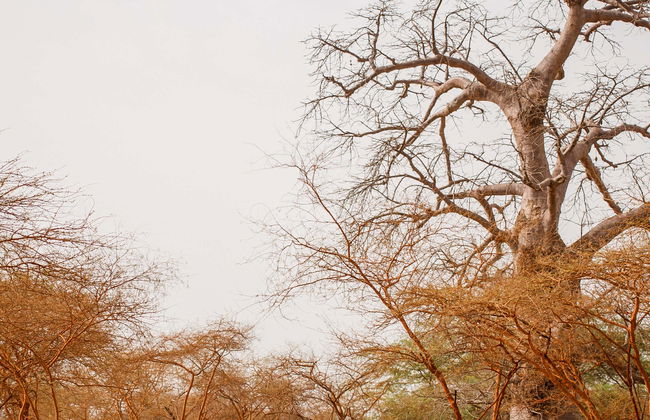 Escursione privata alla Riserva di Bandia e al Lago Retba - Foto 1