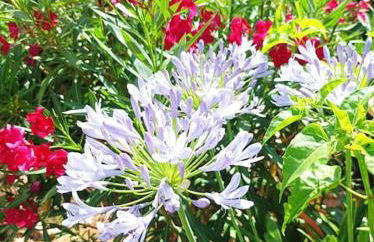 Chalet Mimosa - Foto 9