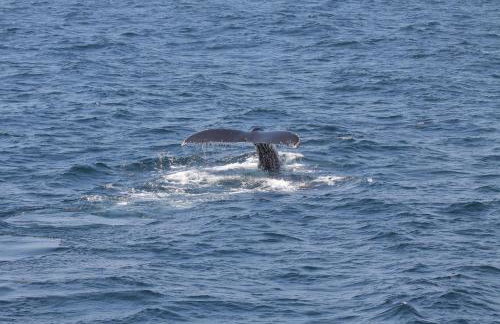 Acadia Ocean Front Garden Cottages - Foto 74