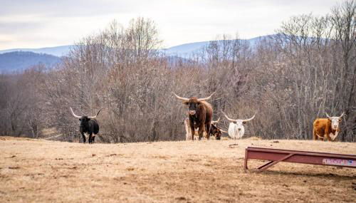 Mountain Mama Ranch - Luxury farmhouse on 200 acres with mountain views, 20mins to Shenandoah, 90mins from DC - Foto 5, Other
