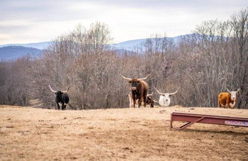 Mountain Mama Ranch - Luxury farmhouse on 200 acres with mountain views, 20mins to Shenandoah, 90mins from DC - Foto 5
