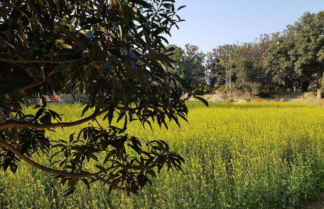 Koko's Farm - Foto 38