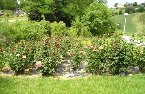 Agriturismo Gaggioli Borgo Delle Vigne - Foto 92