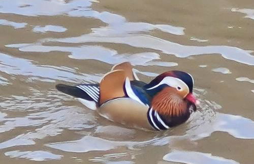 La Petite Maison Pa'Meuse - Foto 27