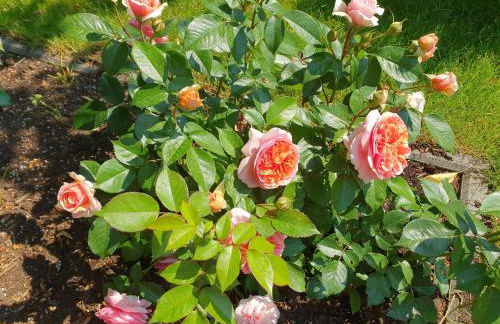 Ferienwohnungen Löbel - Foto 11