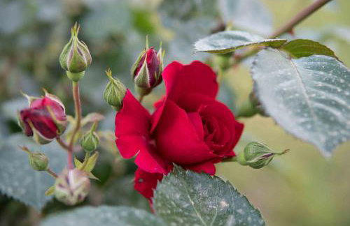 Michalos Apartments - Foto 15