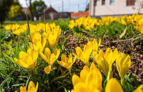 Holiday Home Villa Vesna Lux - Foto 21