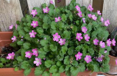 Orchidea del Garda Rooms & Apartments - Foto 41