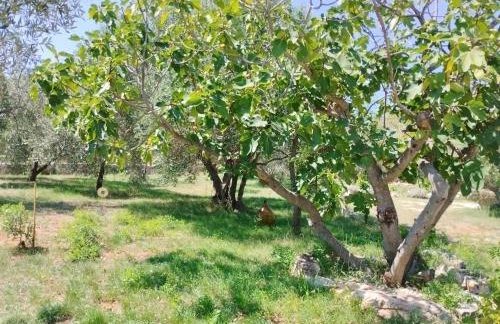 Marti's house in the olive grove - Foto 26