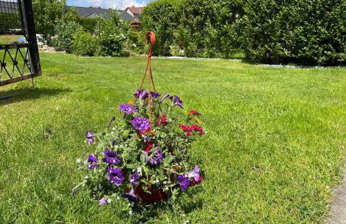 Heidehummel - Foto 27