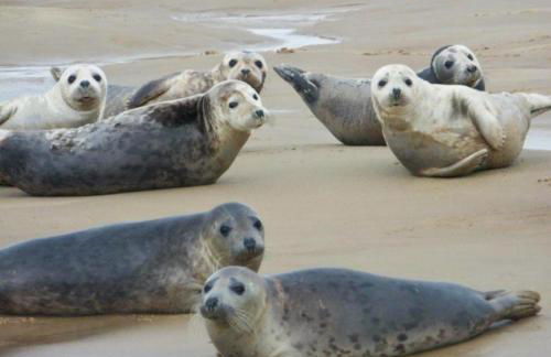 3 Bed in Winterton-on-Sea oc-2205 - Foto 7