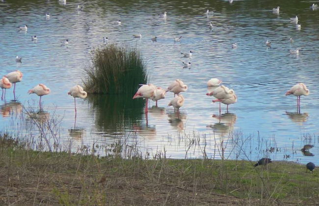 Leisure Meets Tranquility in Beautiful Villa Near Forest - Foto 24