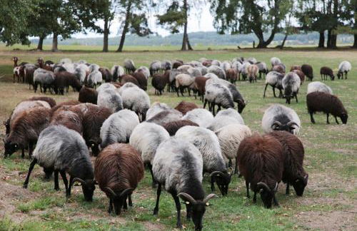 Ferienwohnungen / Ferienhaus Wahlers - Foto 18