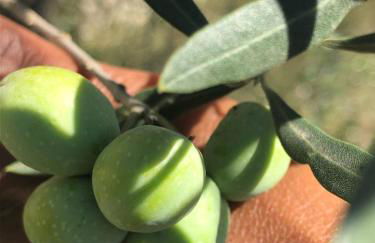 L'Olivier Fleurie Barjols - Foto 77