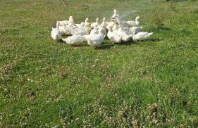 Miss Francis Horse Wagon Sleeps up to 5 - Foto 36