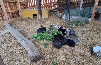 Appartements Schusterhof - Foto 66