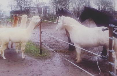 Doppelhaushälfte Nordwind vom Naturhof Usedom - Foto 6