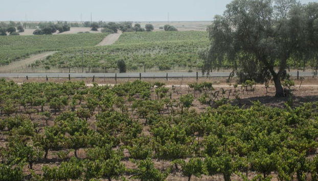 Descubriremos qué tipos de uvas se cultivan en estos viñedos