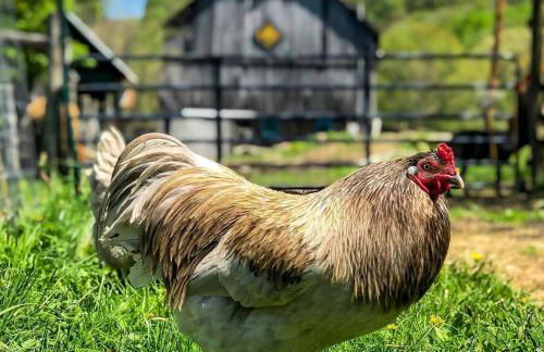 Charming Yurt Rental Nestled in the Forest near Friendsville, Maryland - Foto 25