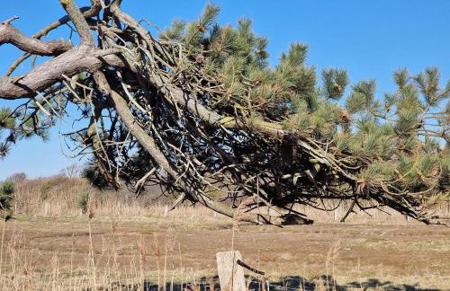 Haus-Fehmarn-am-Dorfteich-|-Wohnung-2-West - Foto 45