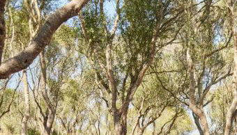 Agroturismo Rafal Rubí - Foto 4