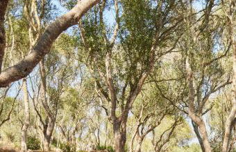 Agroturismo Rafal Rubí - Foto 4