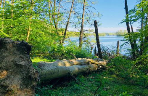 Ferienhaus am Mümmelbrook - Foto 32
