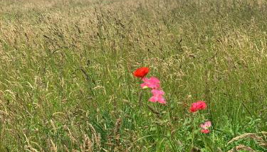 Hillcrest Hut - Photo 5