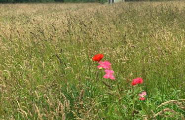 Hillcrest Hut - Photo 5