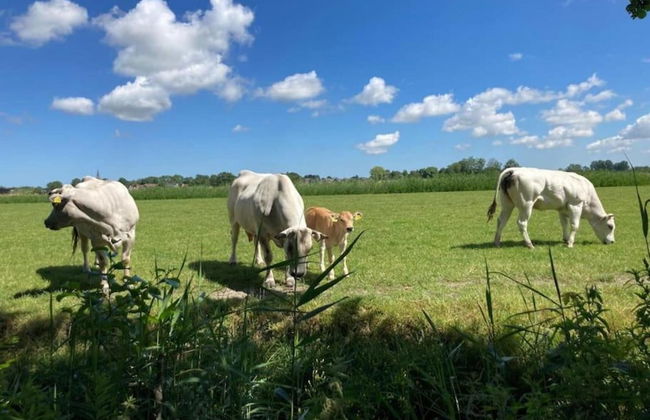 Cottage in Menaam Near Frisian Landscape - Foto 27
