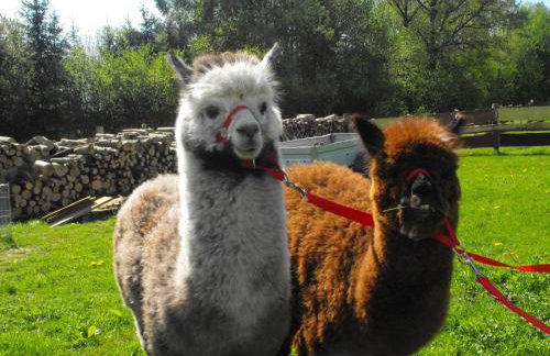 Agroturystyka Natura - Foto 44