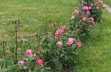 Quinta Damigo - Foto 59